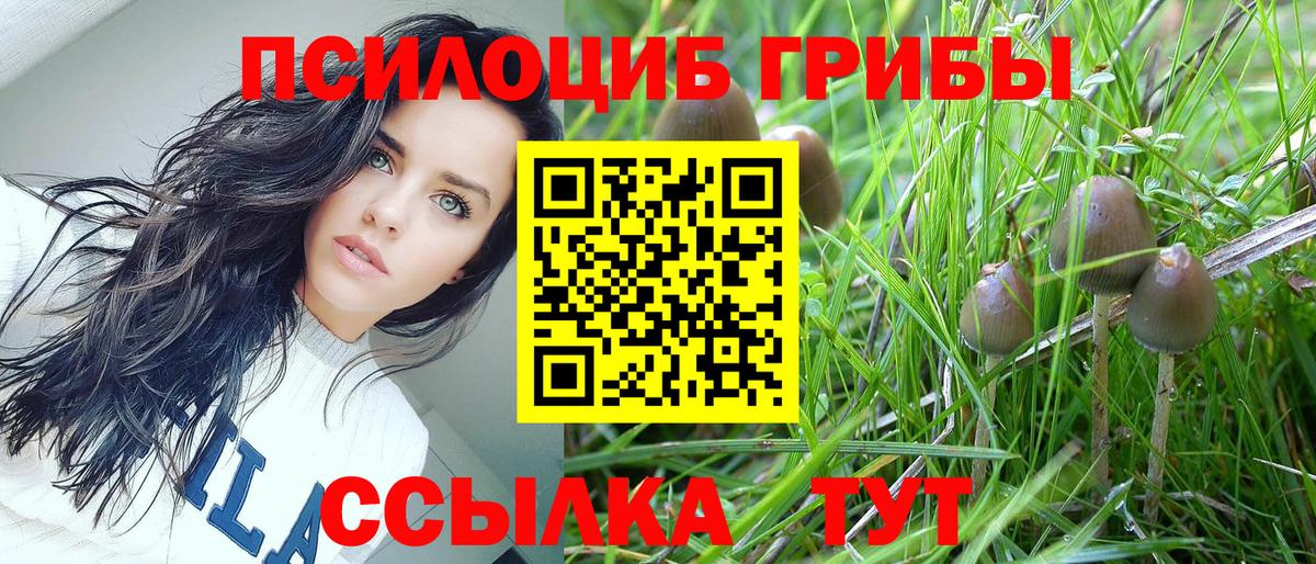 Галлюциногенные грибы Psilocybe Подольск